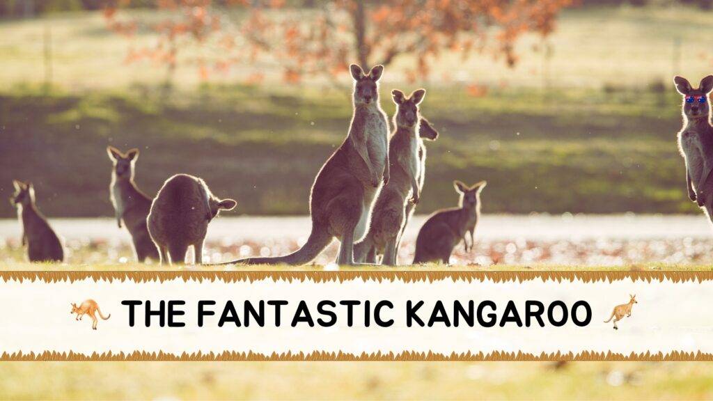 The Fantastic Kangaroo